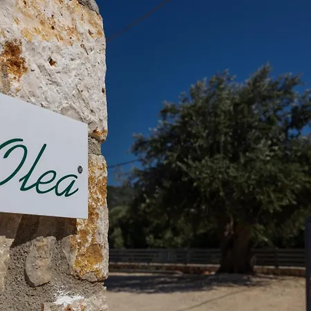 Apartamento Olea Razáta